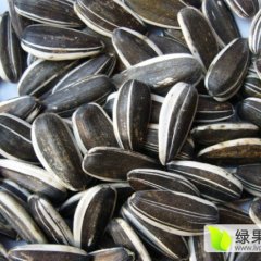 武川哈乐10月美葵5009葵花