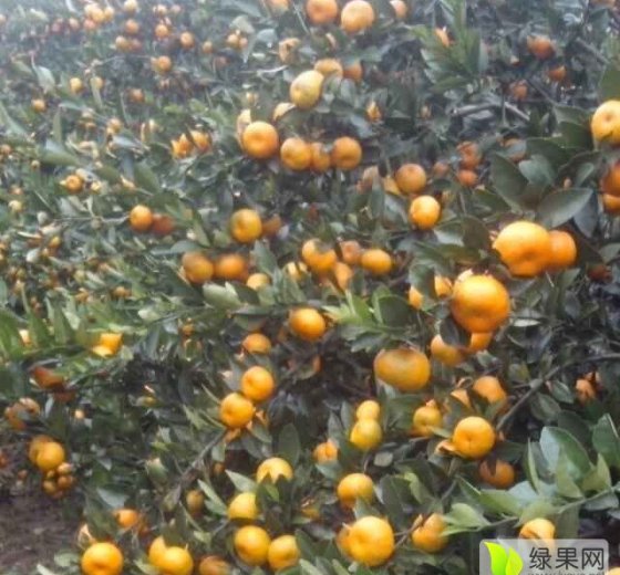 2015年广西全州南丰蜜桔价格