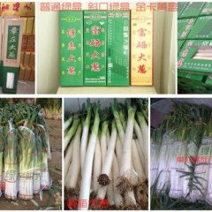 章丘绣惠李华10月章丘大葱