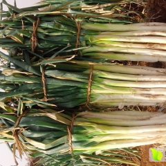 莱城牛全张尊亮10月长白大葱