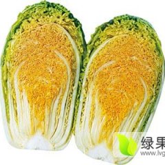 河南扶沟娃娃菜大量上市