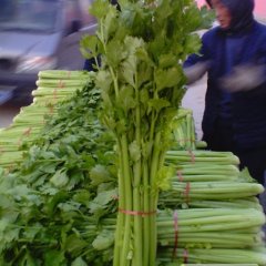 金乡芹菜著名品种,鸡黍申海兵诚信合作