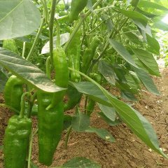 夏邑刘店徐振峰9月​巨无霸5号辣椒