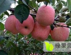 2015陕西大荔纸袋红富士苹果热销中
