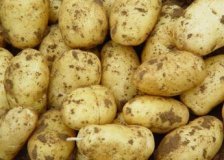 内蒙古武川荷兰薯，夏波地土豆出售