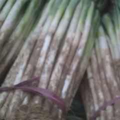 东昌府大葱欢迎合作沙镇小刘诚信合作