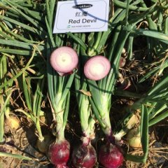 甘肃区域黄皮洋葱著名品种