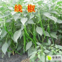 2015沭阳辣椒收购工作全面开展