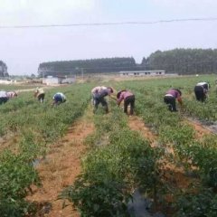 宾阳黎塘蒋小姐10月线椒辣椒