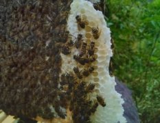 容县自家养殖蜜蜂销售 中蜂 土蜂蜜分为两种