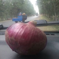 金乡鸡黍王启发10月黄皮洋葱