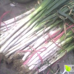 2015滕州大葱收购工作全面开展