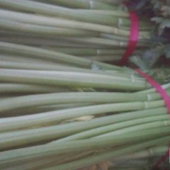 2015东昌府芹菜收购工作全面开展