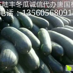 2016陆丰市冬瓜上市唐国林