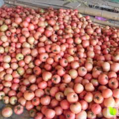 莘县西红柿质量上乘,河店楚书龙诚信合作