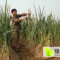 东昌府沙镇李合增10月长白大葱
