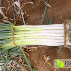 青州山东张红文10月长白大葱