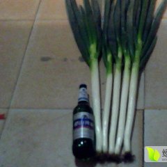 2015平度 大葱已大量上市