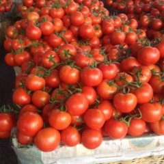 大红西红柿价格行情平稳河店孙连池诚信合作