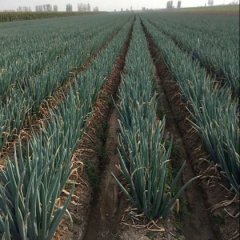 平度大葱供应量大张戈庄尹冬岭诚信合作