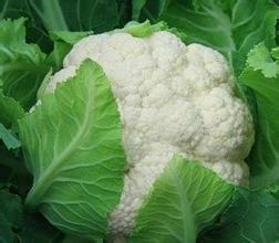 天门张港李杰10月雪玉菜花