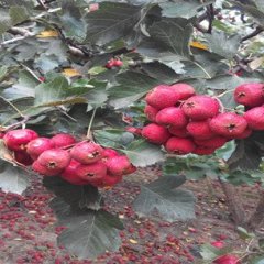 邢台市清河县马屯乡 常年提供大量山楂 尹才庄村