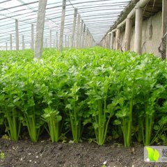 2015聊城芹菜现在订货有惊喜