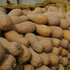 湖北嘉鱼金韩密本南瓜产地6月开始供应