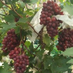 广宗葡萄随行就市,刁家魏建诚信合作