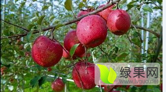 2015年陕西大荔粉红女士价格