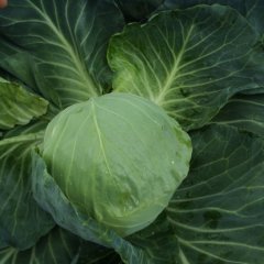 太谷小常杨建10月球茎甘蓝