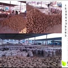 宁夏隆德一点红土豆火爆招商中