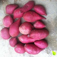 富川红薯营养丰富,石家盘名富诚信合作