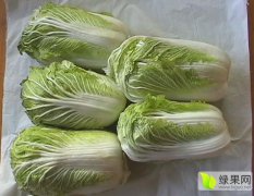 河南通许县 超低价大量供应新鲜大白菜
