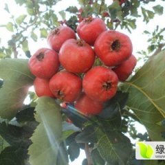 2015费县山楂价格波动不大