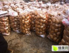河北围场荷兰十五土豆价格行情平稳