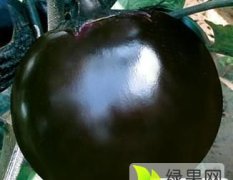吕汗村大量优质茄子