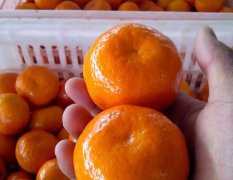 云南宾川柑橘椪柑上市！