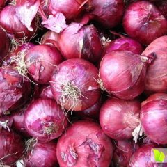 藁城洋葱品质优良,南营何海亮诚信合作