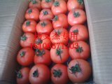 费县西红柿开始上市，质量上乘，价格合理。