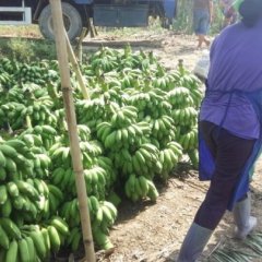 桂平香蕉上货量大,厚禄陈礼榜诚信合作