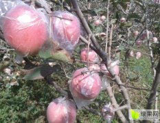 2015大荔苹果价格苹果批发陕西膜袋苹果产地