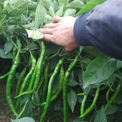 陕西蒲城龙阳王涛11月棍棍辣椒