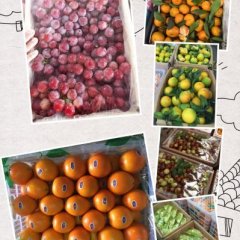 江南沙糖桔上货量大,海吉甘鹏高诚信合作