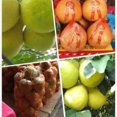 2015江南柚子今年价格有看点