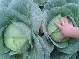 河南通许甘蓝个大外观好看