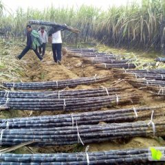 2015广西黑皮甘蔗，甘蔗报价，甘蔗产地，火热卖