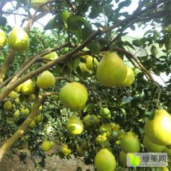 大量现货供应批发代收正宗广西容县沙田柚柚子