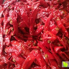 2015鸡泽辣椒现在订货有惊喜