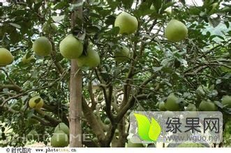 阳朔柚子随行就市,兴坪赵家宇诚信合作